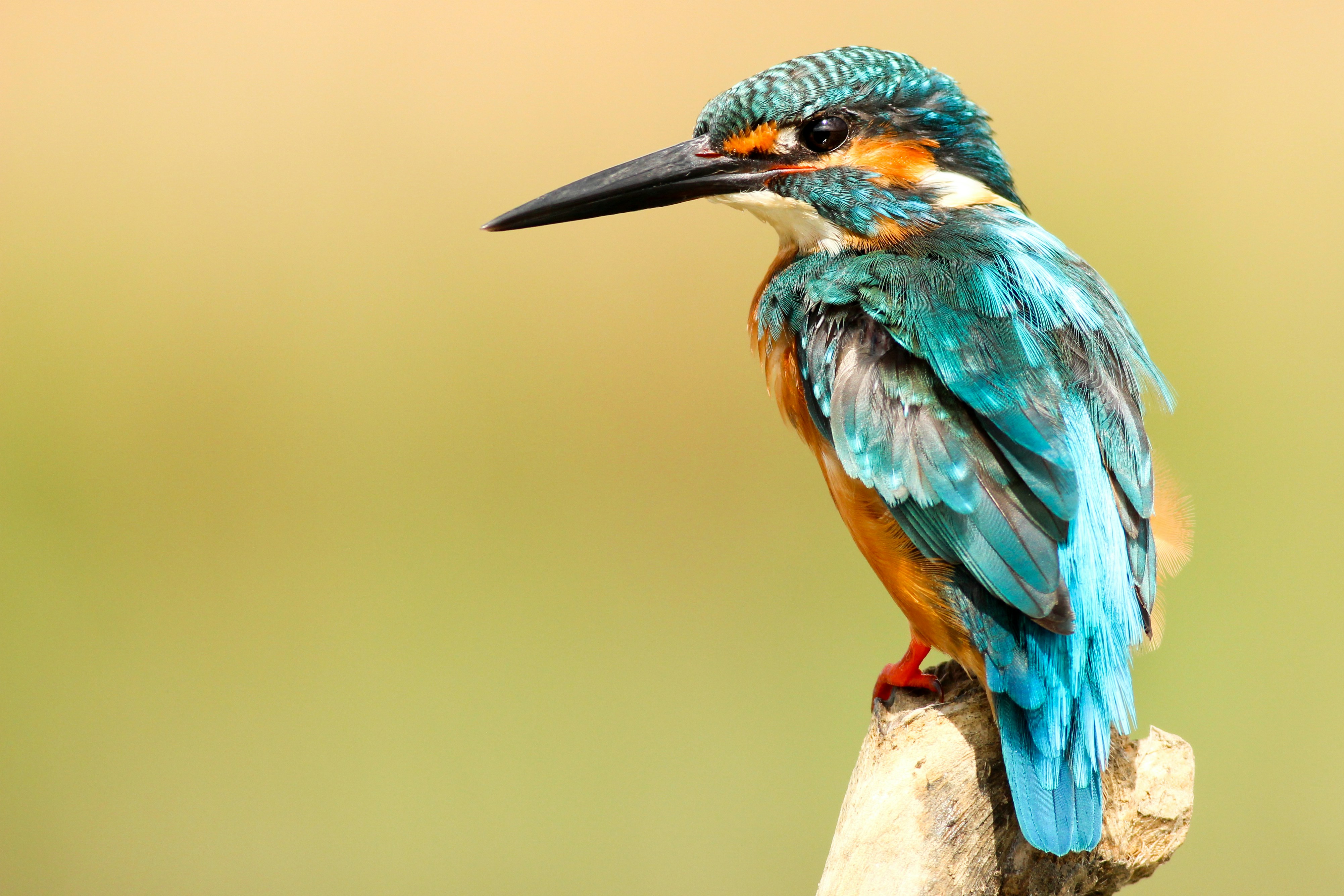 A kingfisher perched on a branch, playing in Aero IPTV